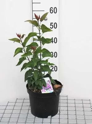Obrázok produktu pre Syringa vulgaris - Šeřík 60- 80 cm - Kontajner
