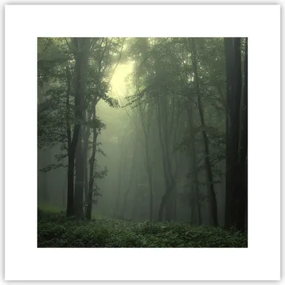 Produktbild von Poster - Poster ohne Rahmen - Wald Nebel Baum - 30x30 cm - Wand Bild - Wanddeko - Wandbilder - Kunstposter - Wandposter - Bilder - Kunstdruck - Wanddekoration - Wandbild - P2XAC30x30-3543