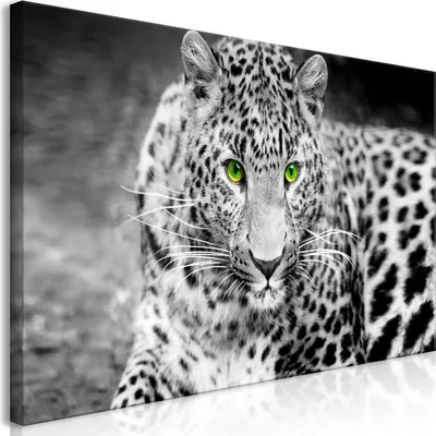 Produktbild von Wandbild Mega XXXL Leopard 250x125 cm Einteiliger XXL-Format Kunstdruck zur Selbstmontage Leinwandbilder moderne Bilder DIY Wanddekoration Wohnung Deko Tiere g-A-0086-ak-h