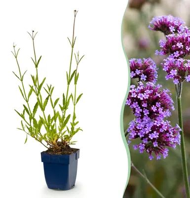 Produktbild von Green boutiQ - Stauden - Verbena bonariensis - Eisenkraut - Bienen- und Schmetterlingsanlocken - Lila - 6 Pflanzen - Topf 11cm - Höhe 15-25cm
