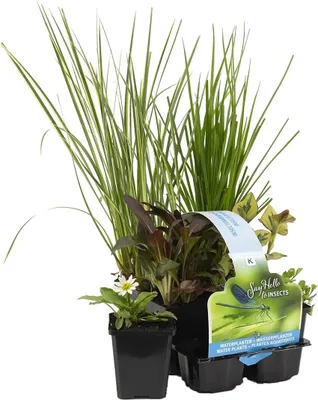 Produktbild von Bloomique - 6er Set - Insektenfreundliche Teichpflanzen - Wasserpflanzen Miniteich - Zone 1 & 2 - Winterhart - Höhe 15-25 cm - Topf 9 cm