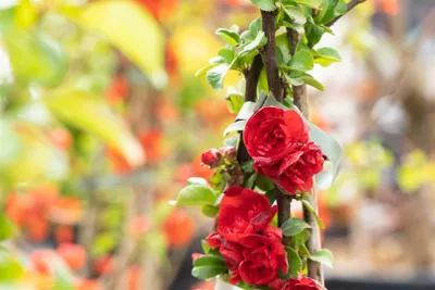 Produktbild von Chaenomeles 'Scarlet Storm', Zierquitte, leuchtend rot, 40–60 cm