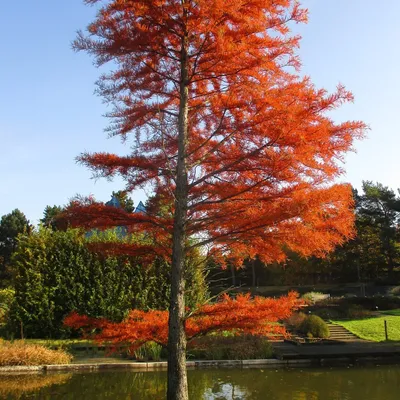 A tree with orange leaves stands next to a pond in a park.