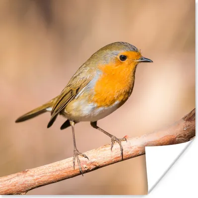 Produktbild von MuchoWow® Poster Vogel - Zweig - Rotkehlchen 30x30 cm - Wandposter - Printing