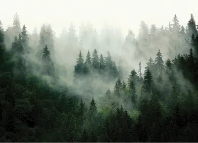 Produktbild von Fototapete Vlies FT5P 3033 nebliger Wald grün 375 x 270 cm