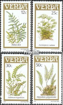 Produktbild von Briefmarken Südafrika - Venda 1985 Mi 116-119 (kompl.Ausg.) gestempelt Farngewächse