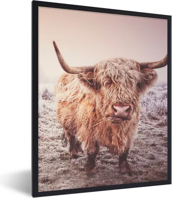 Produktbild von MuchoWow® Gerahmtes Poster Schottische Highlander - Schnee - Sonne 60x80 cm - Poster mit Schwarzem Bilderrahmen Wandposter Rahmen Foto Bilder - Premium - Wanddeko Wohnzimmer