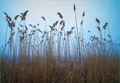 Produktbild von Wallario Fototapete Vliestapete, seidenmatte Oberfläche, einfache Verarbeitung, Größe 200 x 140 cm, Motiv Schilfrohr am See vor blauem Himmel