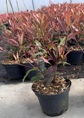 Produktbild von Glanzmispel Red Robin 60–80 cm | Photinia fraseri | Immergrüne Heckenpflanze | C2 Topf | Winterhart