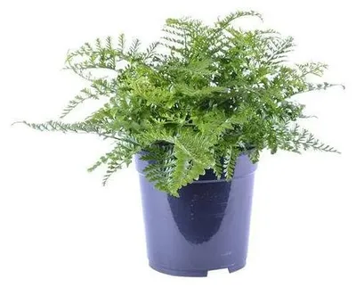 Image de Plante d'intérieur Asplenium Parvati, idéale pour la maison et le bureau