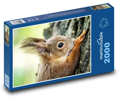 Zdjęcie produktu dla martinpuzzle - Puzzle 2000 - Veverka