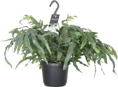 Produktbild von Tüpfelfarn Phlebodium Aureum Blue Star Zimmerpflanze Ø17cm 50cm pflegeleicht