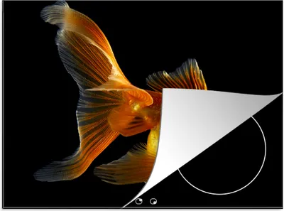 Produktbild von KitchenYeah© Herdabdeckplatte Goldfisch - Tiere - Schwarz , 70x52cm, Küche Deko, Glaskeramikkochfeld Herdabdeckung, Abdeckplatte fùr Kochfeld
