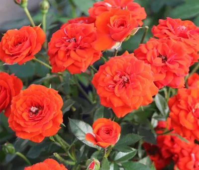 Produktbild von Dehner Rose Zwergrose Orange Babyflor®, Züchter Tantau, gefüllte orange-farbene Blüten, 15-30 cm, Topfware