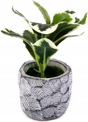 Zdjęcie produktu dla Peperomia Kwiat W Doniczce 18Cm Różne Kolory