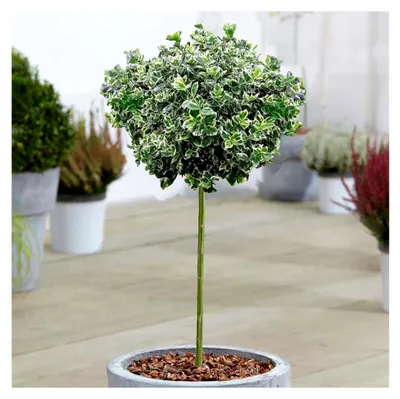 Produktbild von Euonymus Emerald Gaiety Baum im Topf - Zierbaum für kleine Gärten