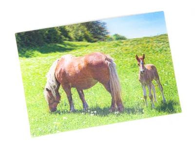 Produktbild von 3 D Ansichtskarte Haflinger, Postkarte Wackelkarte Hologrammkarte Tiere Tier Pferde