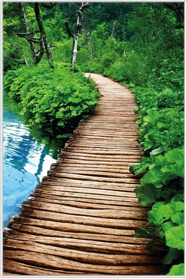 Produktbild von Wallario Wandbild Holzweg im Wald, Größe: 61 x 91,50 cm, Poster mit weißem Aluminiumrahmen