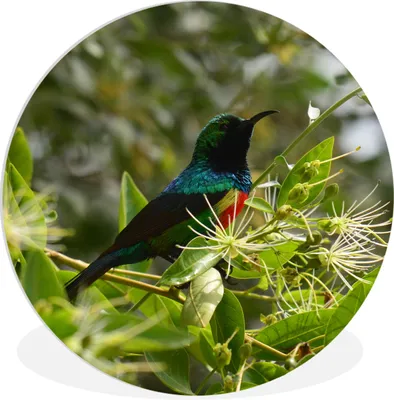 Produktbild von MuchoWow® Rundes Wandbild - Runde Bilder Vogel zwischen den Blättern im Dschungel Ø 60 cm Kreis Wanddekoration Kunststoff - Wandkreis - Wandschmuck - Wand Kreis - Das Schlafzimmer - Die Bilder - Wandmalerei - Kunst für das Haus - das Plastik