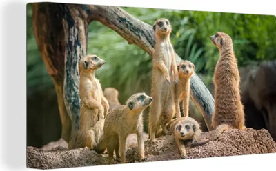 Produktbild von MuchoWow® - Leinwandbilder - Erdmännchen - Familie - Tiere, Wandbild, Wanddeko Bilder Wohnzimmer, 40x20cm