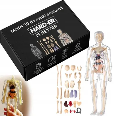 Obrázok produktu pre Anatomický model ľudského tela 3D pre deti, kostra a vnútorné orgány na učenie anatómie, vzdelávacia skladačka