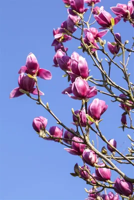 Produktbild von Magnolia liliiflora 'Nigra', Purpur-Magnolie, dunkelviolett, 40–60 cm