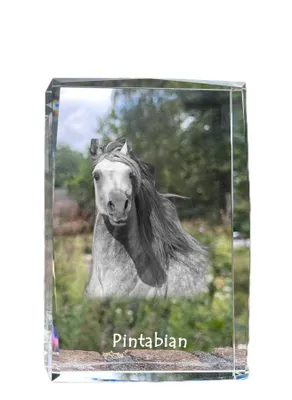 Obrázek produktu pro Art-Dog Fotorámeček – Pintabian