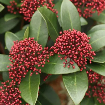 Obrázok produktu pre 2 x japonsky kvitnúca skimmia - Skimmia japonica 'Rubella' | 25-30 cm v nádobe