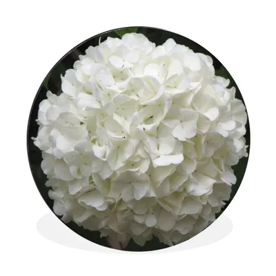 Produktbild von MuchoWow® Aluminium Wandkreis Weiße Hortensie Ø 30 cm Wanddeko Modern Wohnzimmer - Wand Bild - Wohnzimmer - Runde Bilder - Alubilder - Kunst für zu Hause - Aluminium - Wanddekoration