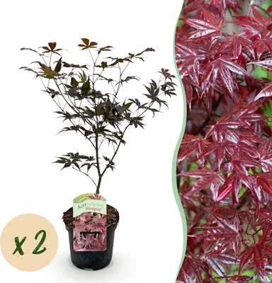 Image de Plante de terrasse - Erable Japonais - Acer palmatum Sangokaku - Vert - 2 Plantes - Caduque - 60-70cm - Ø25cm - Plante de jardin