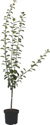 A potted plant with multiple branches and green leaves against a white background.