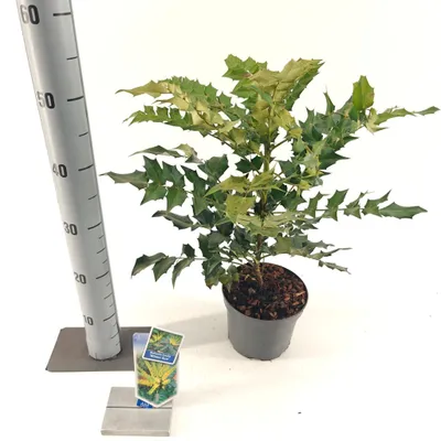 Obrázek produktu pro Mahonia media 'Winter Sun' – mahonie | 40–50 cm v květináči