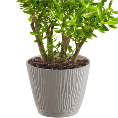 Zdjęcie produktu dla Doniczka Sandy z miską mocca 23,9 cm