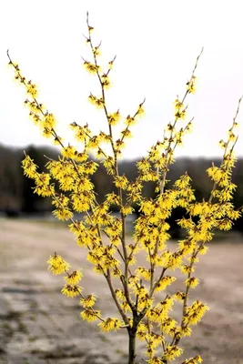 Produktbild von Gelbblühende Zaubernuss Hamamelis Promise 'Arnold Promise' 60 - 80 cm