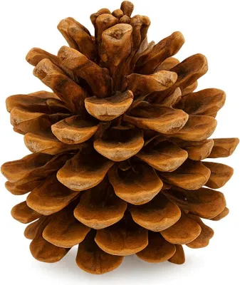 Produktbild von Pinienzapfen Natur 10 Stück | Tannenzapfen Deko 8–12 cm | Große Kiefernzapfen zum Basteln & Dekorieren
