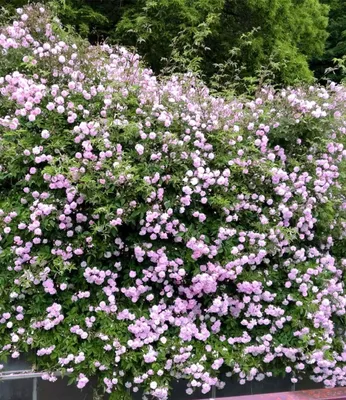 Produktbild von BALDUR Garten 2x Rambler-Rosen 'Paul's Himalayan Musk Rambler', Pflanzen wurzelballiert, Kletterrose, Schlingrose, winterharte & mehrjährige Kletterpflanze, blühend, Rosa Hybride