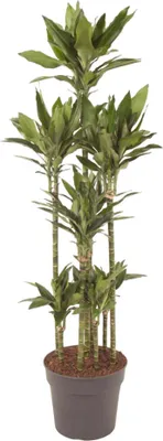 Zdjęcie produktu dla Smocze drzewo - Dracaena Janet Lind Carousel - roślina doniczkowa - 170cm - ø34cm