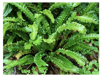 Produktbild von 10 x Phyllitis scolopendrium 'Angustifolium' im 1 Liter Topf (Farn/Winterhart/Mehrjährig/Staude/Immergrün)