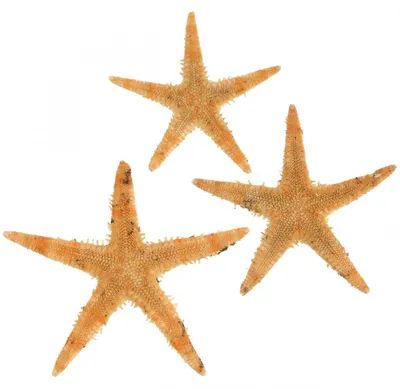 Produktbild von Maritime Seesterne Dekoration für Tisch, Bastelideen und Wohnaccessoires, 50 Stück