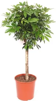 Zdjęcie produktu dla Schefflera - roslina doniczkowa o wysokosci 150cm - aralia oczyszczajaca