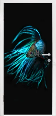Produktbild von MuchoWow® Türtapete Selbstklebende Türfolie Fische - Meerestiere - Blau - Schwarz 90x205 cm Türposter Türaufkleber Klebefolie Türklebefolie