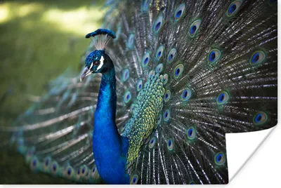 Produktbild von MuchoWow® Poster Pfau - Vögel - Blau 90x60 cm - Schlafzimmer