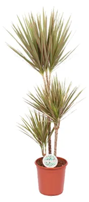 Immagine prodotto di Dracaena Bicolor - 105-115cm - Ø24cm - Pianta d'appartamento - Sempreverde
