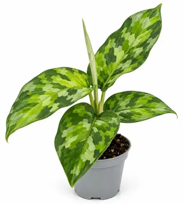 Produktbild von Aglaonema pictum tricolor - buntblättriger Kolbenfaden - absolute Rarität - Mini Pflanze 6cm ca. 8-10cm hoch
