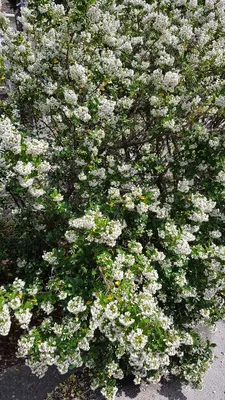 Image de Escallonia 'Iveyi' / Escallonia à grandes fleurs blanches parfumées