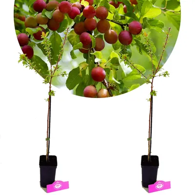 Obrázok produktu pre Sada 2 čerešňových sliviek - Prunus Cerasifera Myrobalaan - výška 60 cm - 9 cm kvetináč