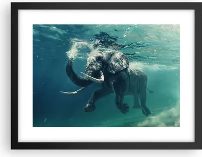 Produktbild von Gerahmtes Poster - Schwarzer Rahmen - Elefant Tier Wasser - 40x30 cm - Wand Bild - Wanddeko - Wandbilder - Kunstposter - Wandposter - Bilderrahmen - Bilder - Kunstdruck - Wandbild - P2BAA40x30-3944