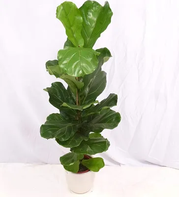 Produktbild von [Palmenlager] - Ficus lyrata 140 cm - Geigenfeige // Zimmerpflanze mit großen Blättern