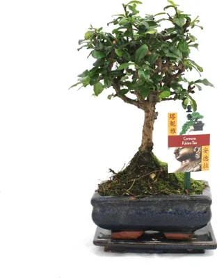 Image de Bonsaï Fukientee - Carmona microphylla - ca. 6 ans - forme sphérique