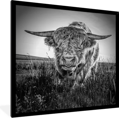 Produktbild von MuchoWow® Gerahmtes Poster Schottischer Highlander - Schwarz und Weiß - Kuhkopf 40x40 cm - Poster mit Schwarzem Bilderrahmen Wandposter Rahmen Foto Bilder - Mit Rahmen - Wanddekoration Schlafzimmer